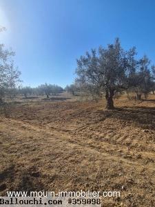 TERRAIN HIRONDELLE I Sidi Hammed T1007