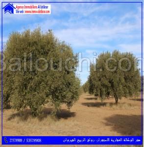 للبيع سانية بالعوامرية القيروان