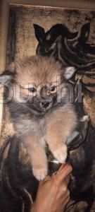 Chiots Spitz