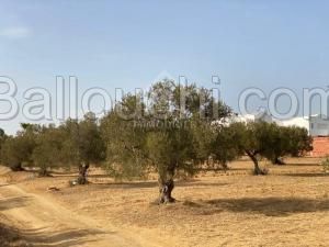 Terrain de 1000 m² à vendre à 160 MD 51355351