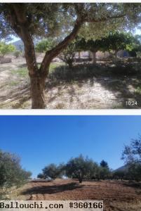 1 Hectare à EL Fahs Bent Saidane