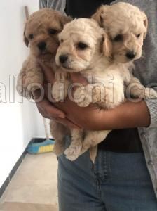 Bichon Maltais