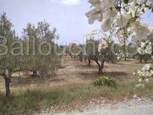 Terrain viabilisé à vendre à Hammamet Nord 51355351