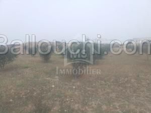 Terrain de 2.5 hectares avec 3 maisons à vendre 51355351