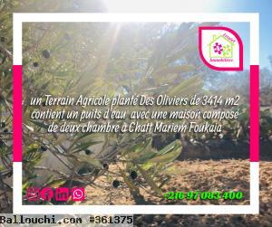 Un Terrain a Foukaia chott mariem