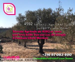 Terrain Agricole de 4592 M² avec une Belle Vue Foukaia