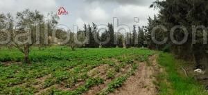 Beni Khiar,6 hectares sabloneux avec titre foncier