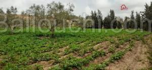 :Beni Khiar,2,6 hectares sabloneux avec titre foncier