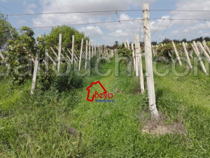 Nabeul Korba : un terrain agricole clôturé de 4hectares