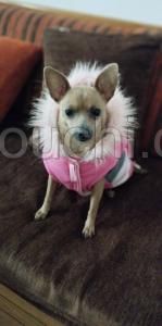 Couple Chiot Pinscher