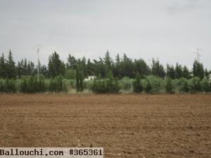Ferme 4 hectare el amaiem