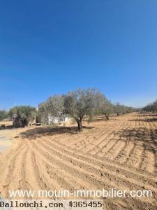 TERRAIN IRAM à Hammamet Sud El Bessbassia T1083