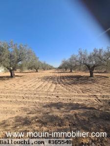 TERRAIN IRAM 1 El Bessbassia Hammamet Sud T1084