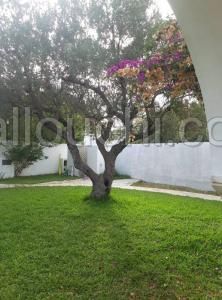 L295 Villa JINEN HAMMAMET NORD SS