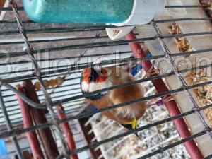 CHARDO-MOKNINE-مقنين-طواور سيبط-gordil-mo9nin-بومزين-oiseau-oiseaux