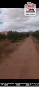 Terrain Agricole Zelina à Vendre à Sidi Aich