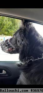 Chien Berger Alllemand NOIR de travail