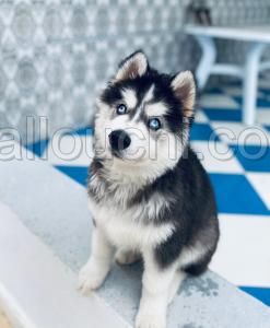 Chiot
