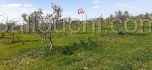 korba , , 24000m² avec 450oliviers de 6ans et studio