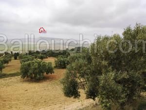 TAZERKA –somaa une ferme de 52000m² avec une villa