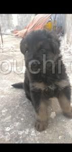 chiot berger allemand