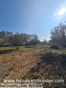 TERRAIN LOUMA Hammamet Birbouregba T967