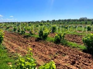 terrain 5000 m² a Hammamet