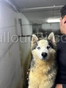 Husky