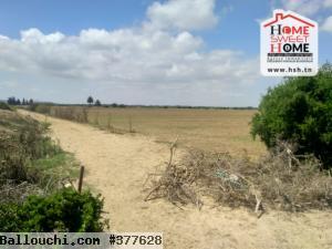 Terrain Agricole Guezmir à Vendre à Cherfech