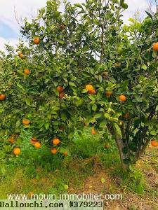 FERME HAOUARIA AV à Nabeul T1104