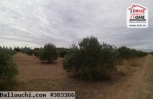 Terrain Agricole Jbeli à Vendre à Kef