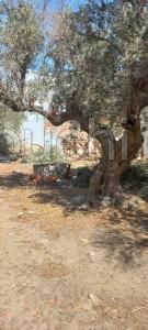 T196 Terrain AZIZA HAMMAMET
