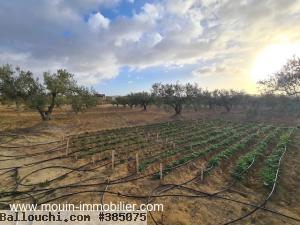 TERRAIN ANNA Hammamet Birbouregba Latrach I T1075