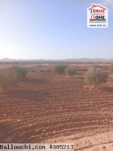 Terrain Agricole EL Khir à Vendre à Gafsa