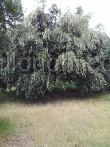 a vendre proprieté agricole