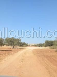 T199 Terrain META SIDI MTIR