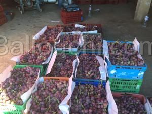 Vente Vignoble