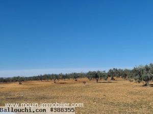 TERRAIN LEILA 1 V Hammamet Sud Douikhla T1004