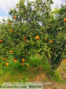 FERME HAOUARIA Nabeul T1104