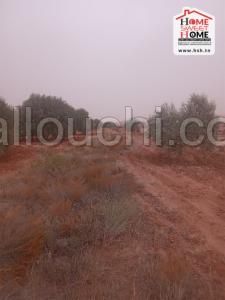 Terrain Agricole Ryann à Vendre à Sidi Aich