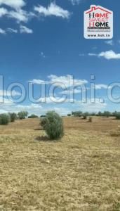 Terrain Agricole Willie à Vendre à Kef