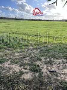 beni khalled , trois hectares nu et plat