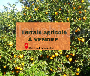 terrain agricole