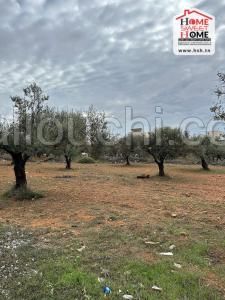Terrain Agricole Zaria à Vendre à Mnihla