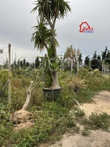 terrain AMARYA VTN035