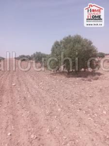 Terrain Agricole Lyric à Vendre à Feriana Kasserine