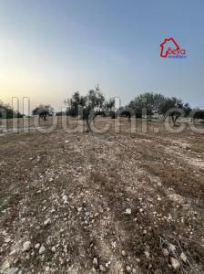 Terrain TANJA VTN036