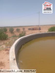 Terrain Agricole Souihli à Vendre à Awled Zayd Gafsa