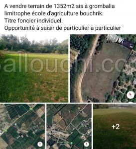 Terrain à grombalia