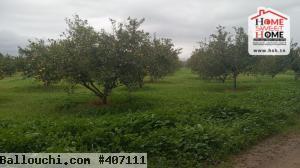 Terrain Agricole TerraNova à Vendre à Mornag
